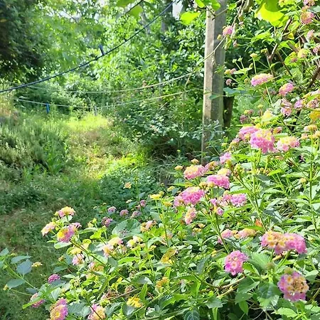 דירה Renaissance With Terrace & Garden דוברובניק